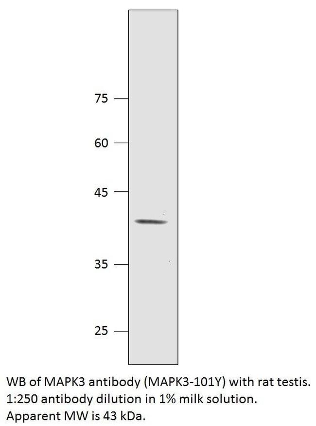 MAPK3 Antibody in Western Blot (WB)