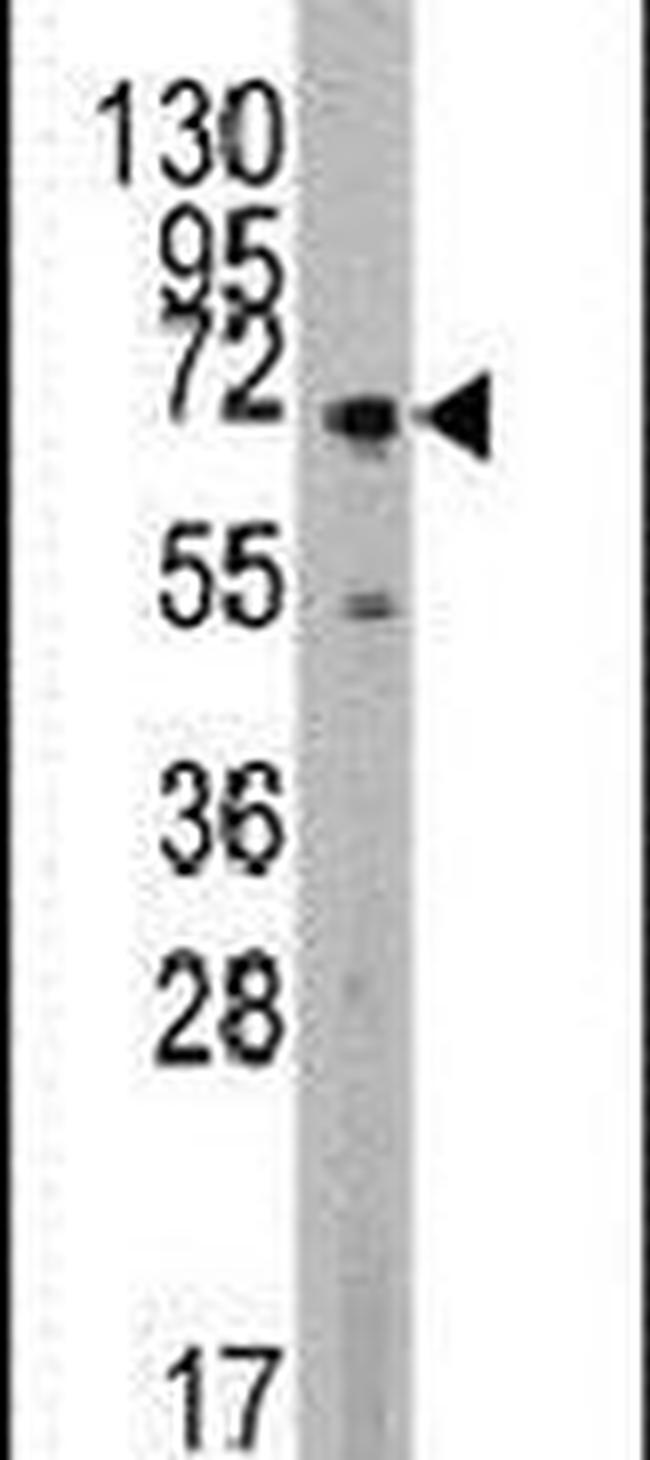 MAPK4 Antibody in Western Blot (WB)