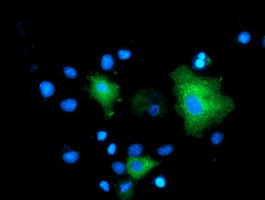MAPK7 Antibody in Immunocytochemistry (ICC/IF)