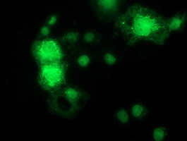 MAPK7 Antibody in Immunocytochemistry (ICC/IF)