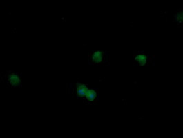 MAPK9 Antibody in Immunocytochemistry (ICC/IF)