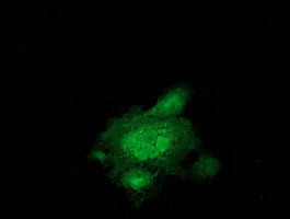 EB2 (MAPRE2) Antibody in Immunocytochemistry (ICC/IF)