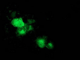 MAPRE2 Antibody in Immunocytochemistry (ICC/IF)