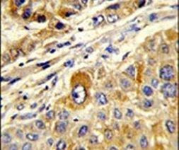 MASTL Antibody in Immunohistochemistry (IHC)
