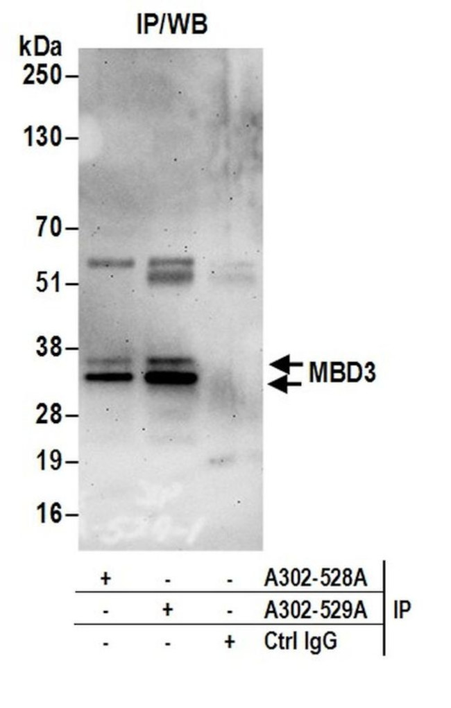 MBD3 Polyclonal Antibody (A302-528A)