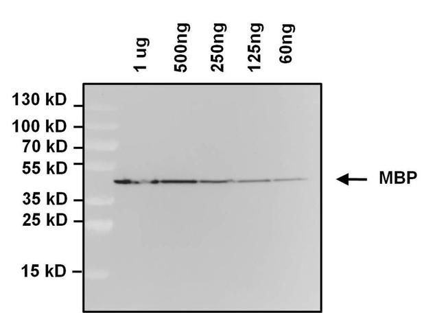 Maltose Binding Protein Antibody in Western Blot (WB)