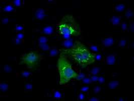 MCL1 Antibody in Immunocytochemistry (ICC/IF)