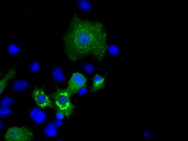 MCL1 Antibody in Immunocytochemistry (ICC/IF)