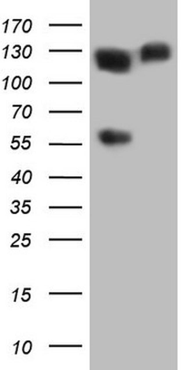 MCM2 Antibody in Western Blot (WB)