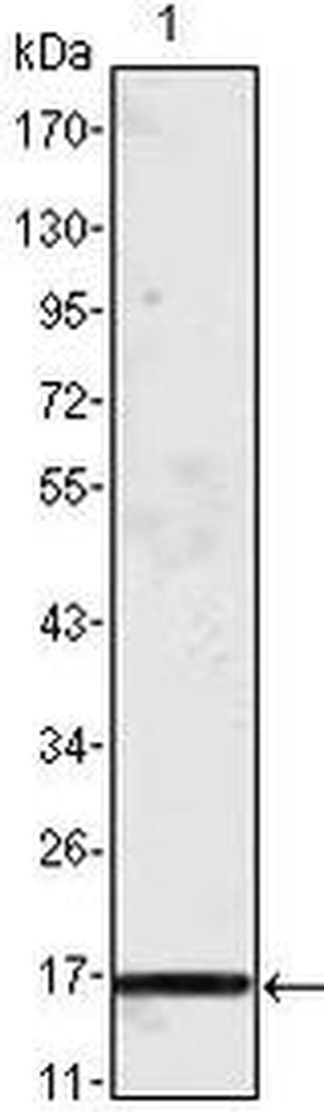 MCP-1 Antibody in Western Blot (WB)