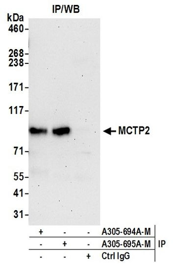 MCTP2 Antibody in Immunoprecipitation (IP)