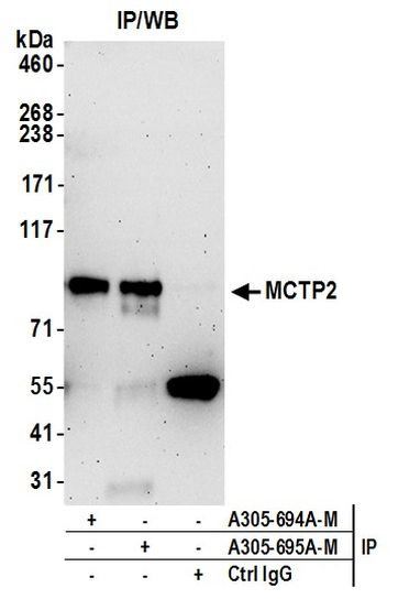 MCTP2 Antibody in Immunoprecipitation (IP)