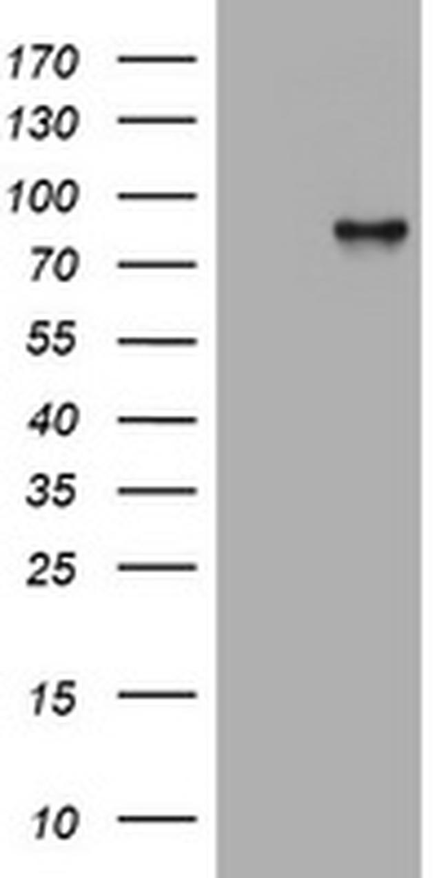 MDM2 Antibody in Western Blot (WB)