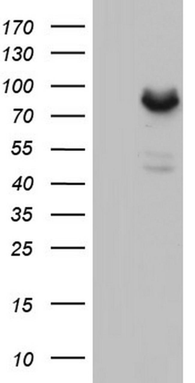 MDM2 Antibody in Western Blot (WB)
