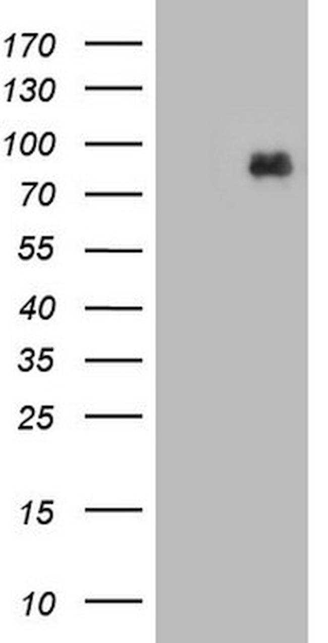 MDM2 Antibody in Western Blot (WB)