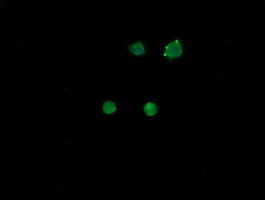 MDM4 Antibody in Immunocytochemistry (ICC/IF)