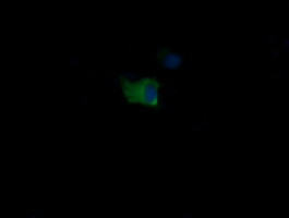 MDM4 Antibody in Immunocytochemistry (ICC/IF)