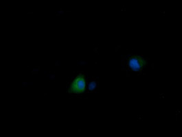 MDM4 Antibody in Immunocytochemistry (ICC/IF)