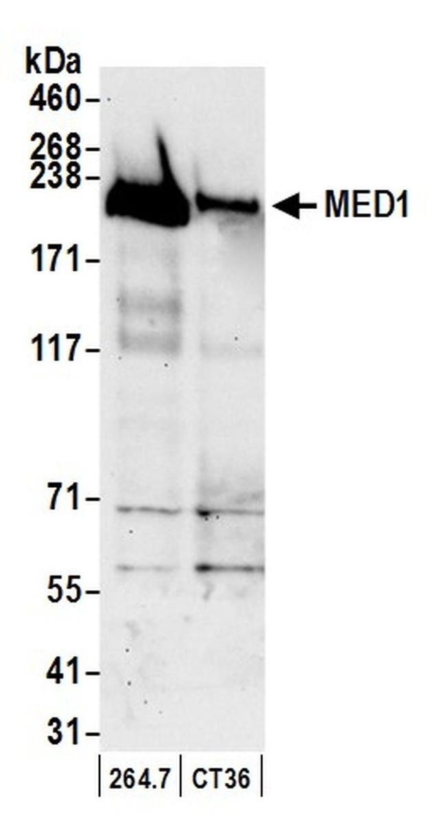 MED1 Antibody in Western Blot (WB)