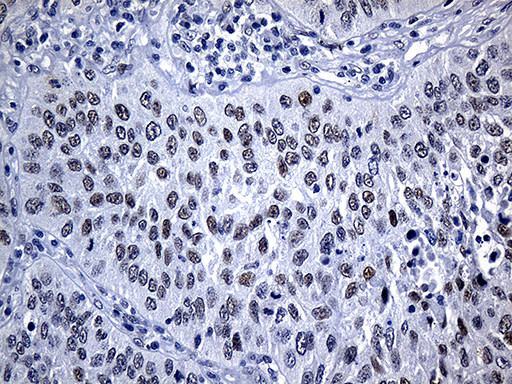 MED19 Antibody in Immunohistochemistry (Paraffin) (IHC (P))