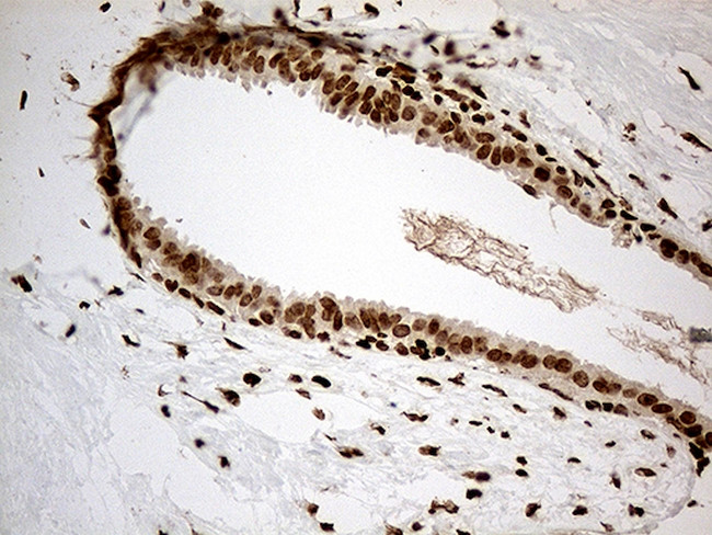 MED9 Antibody in Immunohistochemistry (Paraffin) (IHC (P))