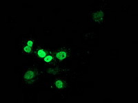 MEF2C Antibody in Immunocytochemistry (ICC/IF)