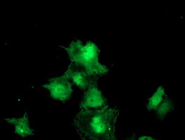 MEIS3 Antibody in Immunocytochemistry (ICC/IF)