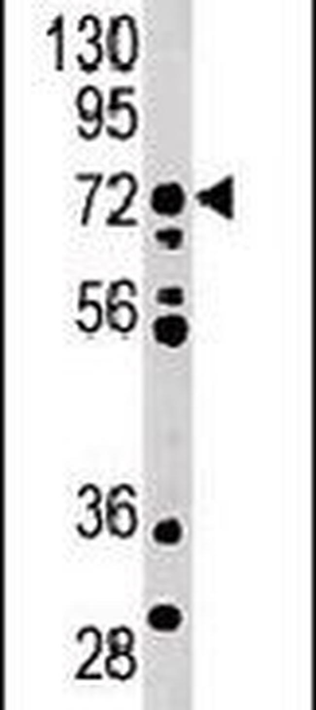 MELK Antibody in Western Blot (WB)