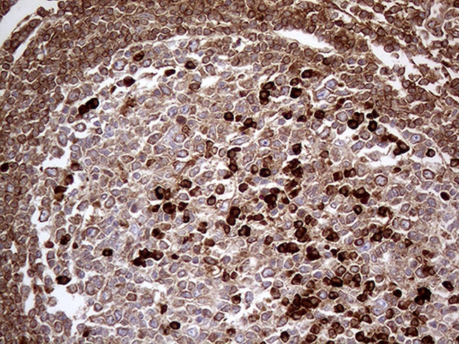 METTL7A Antibody in Immunohistochemistry (Paraffin) (IHC (P))
