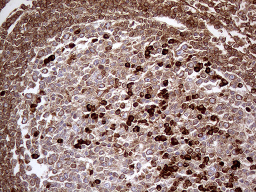 METTL7A Antibody in Immunohistochemistry (Paraffin) (IHC (P))