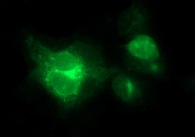 MFAP3 Antibody in Immunocytochemistry (ICC/IF)