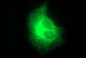 MFAP3 Antibody in Immunocytochemistry (ICC/IF)