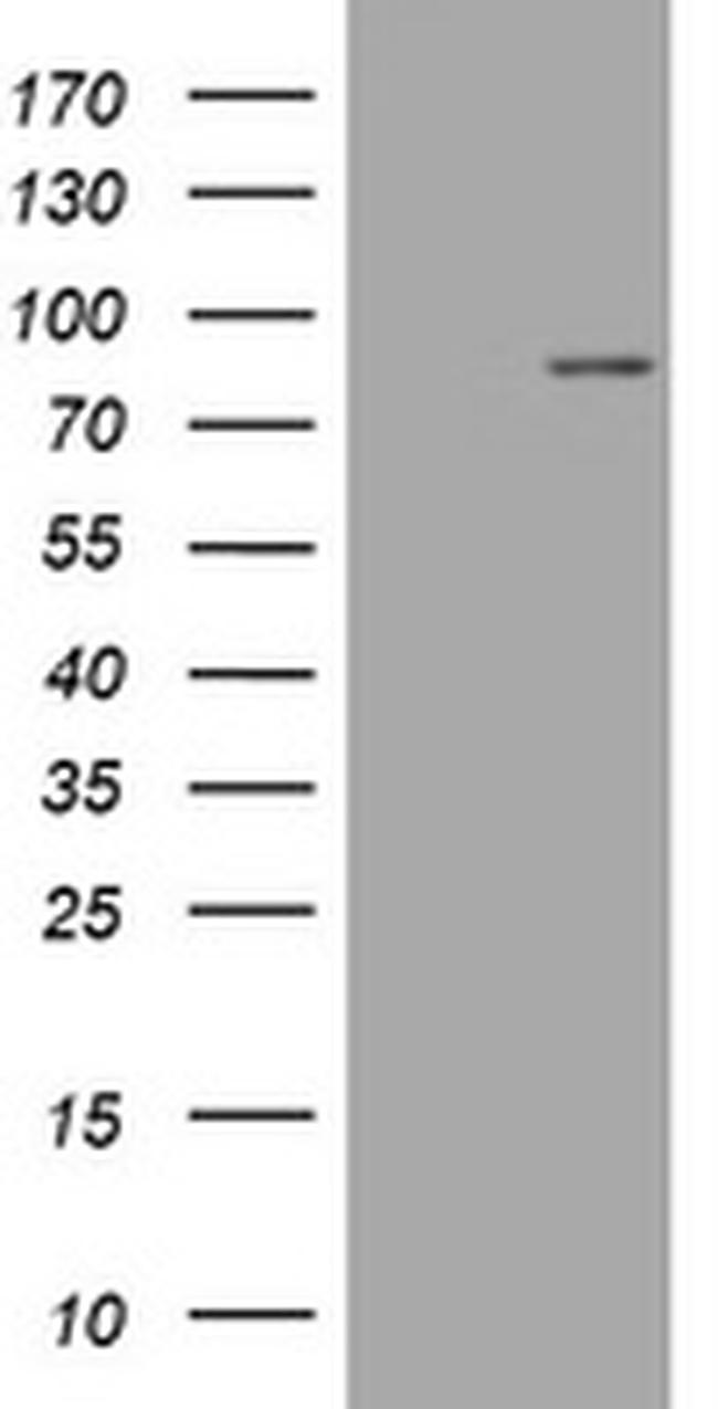 MFN1 Antibody in Western Blot (WB)
