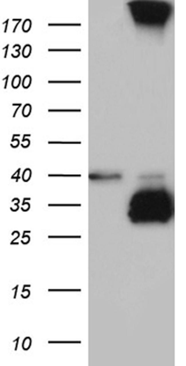 MGARP Antibody in Western Blot (WB)