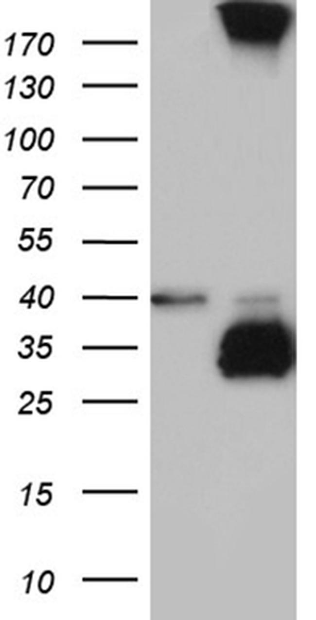 MGARP Antibody in Western Blot (WB)