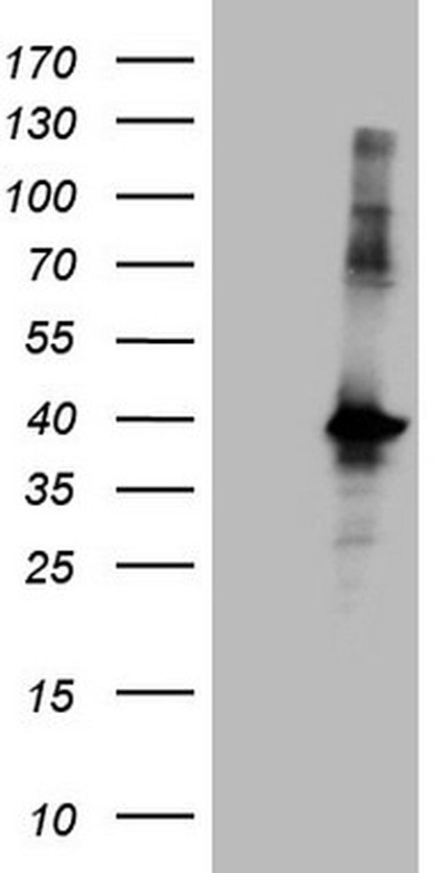 MGC12965 Antibody in Western Blot (WB)
