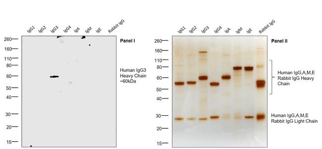 Human IgG3 Secondary Antibody in Western Blot (WB)