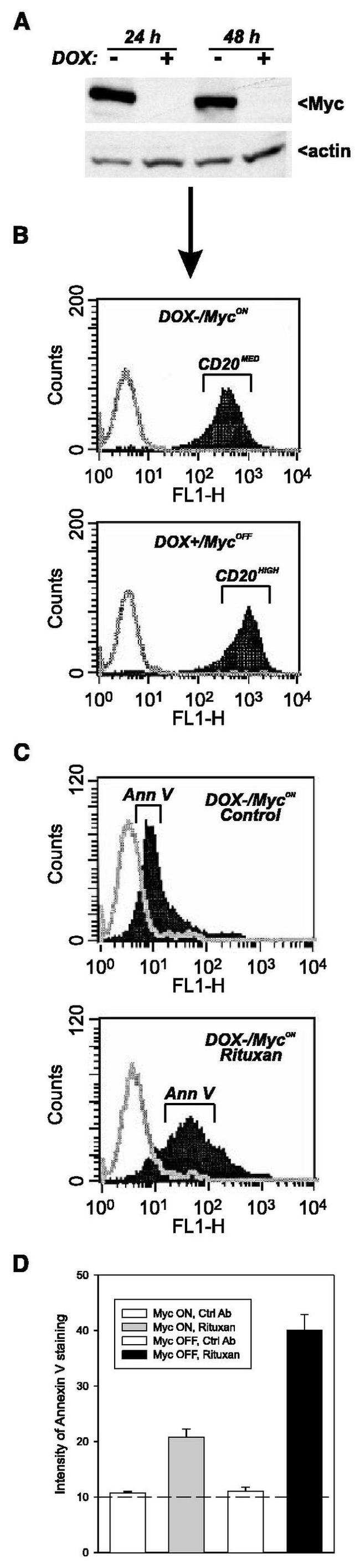 CD20 Antibody in Flow Cytometry (Flow)