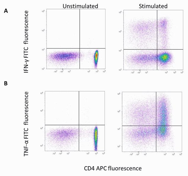 IFN gamma Antibody in Flow Cytometry (Flow)
