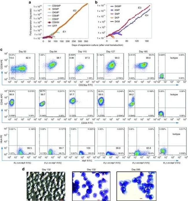 Fetal Hemoglobin Antibody in Flow Cytometry (Flow)