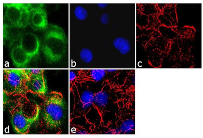 Apolipoprotein B Antibody in Immunocytochemistry (ICC/IF)