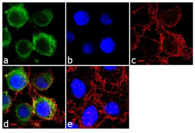 Apolipoprotein B Antibody in Immunocytochemistry (ICC/IF)