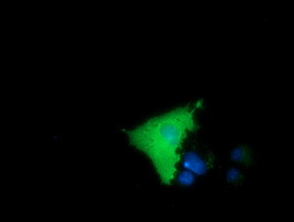 MICAL1 Antibody in Immunocytochemistry (ICC/IF)