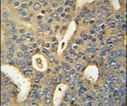 MICALL1 Antibody in Immunohistochemistry (IHC)