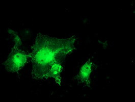 MIF4GD Antibody in Immunocytochemistry (ICC/IF)