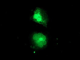 MIF4GD Antibody in Immunocytochemistry (ICC/IF)