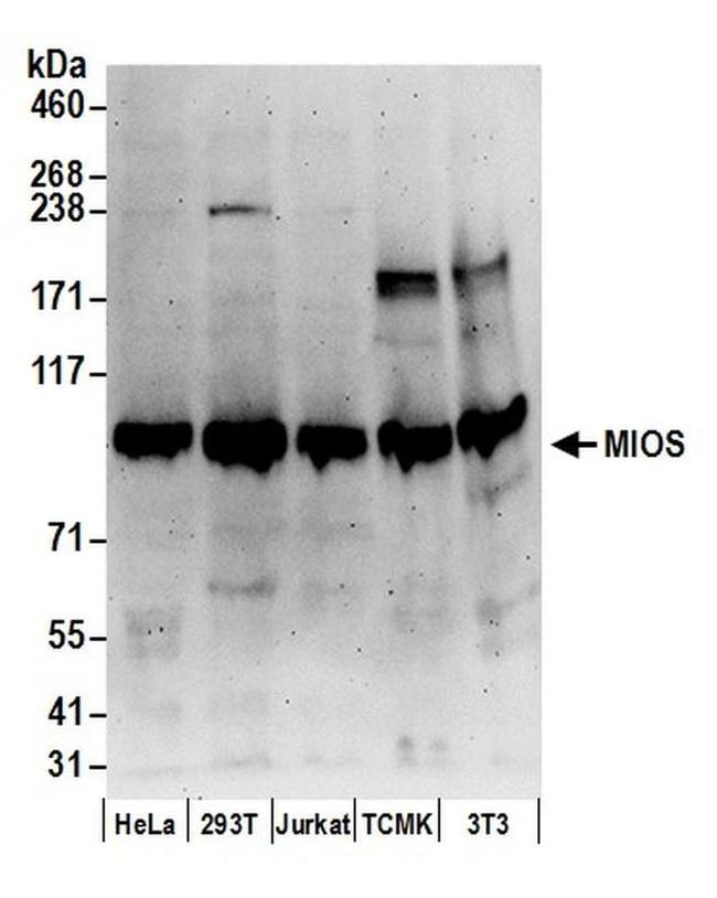 MIOS Antibody in Western Blot (WB)