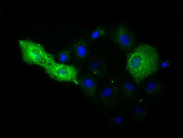 MIOX Antibody in Immunocytochemistry (ICC/IF)