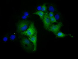 MIOX Antibody in Immunocytochemistry (ICC/IF)