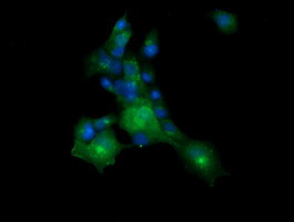 MLANA Antibody in Immunocytochemistry (ICC/IF)